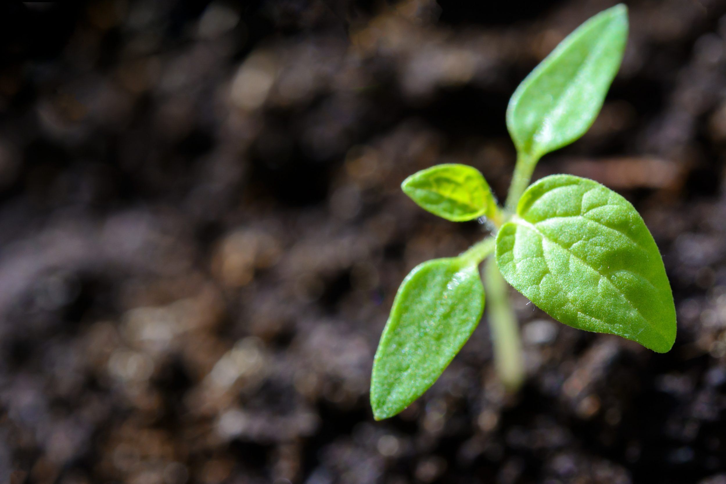 One Person, One Tree Campaign